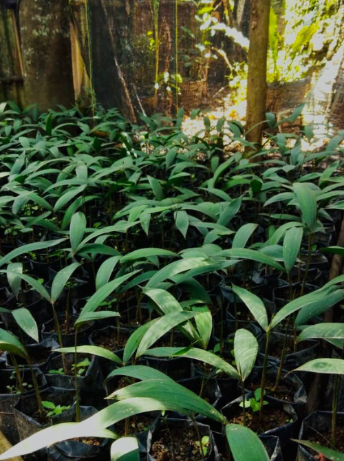 Evolusi Sejarah dan Perkembangan Industri Kerajinan Rotan di Indonesia